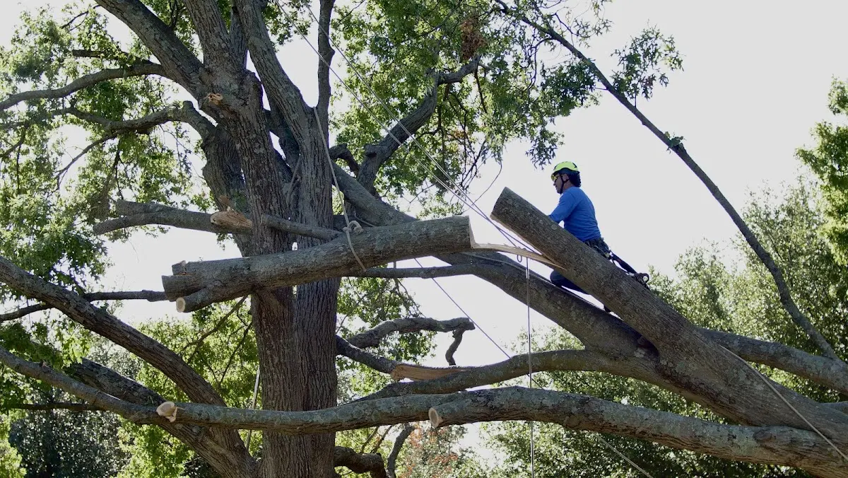 Professional Crown Thinning performed by certified arborists in Radom